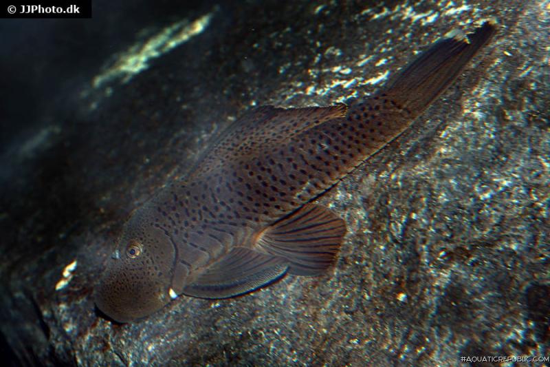 Chaetostoma aff. lineopunctatum