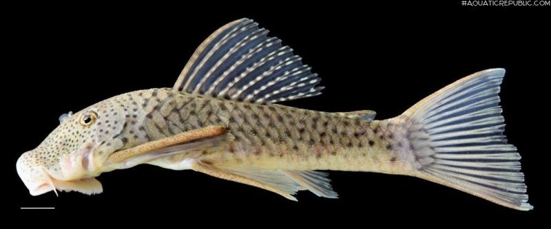 Chaetostoma anale