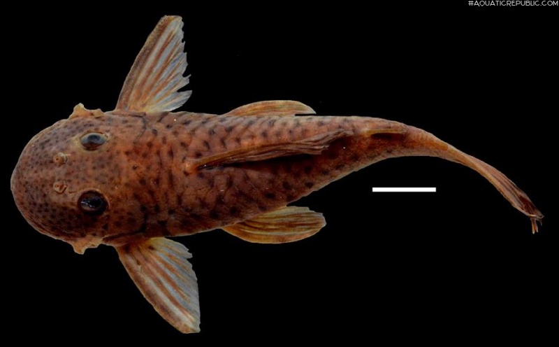Chaetostoma anale