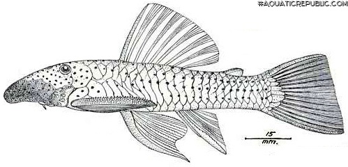 Chaetostoma anale