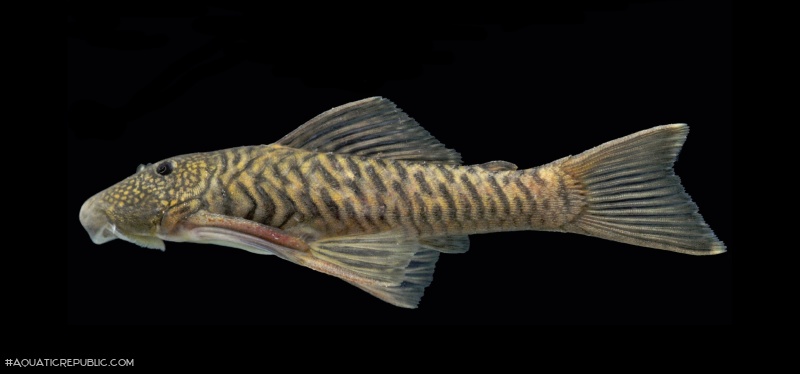 Chaetostoma bifurcum