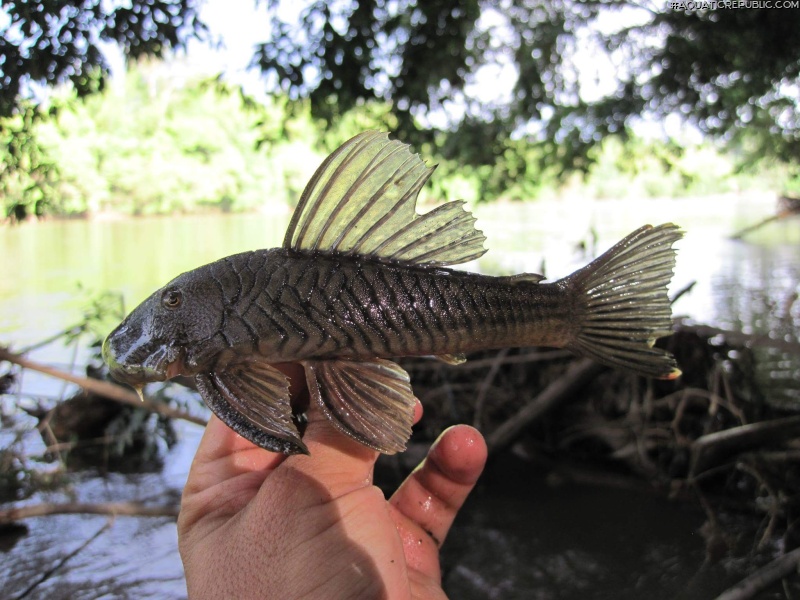 Chaetostoma brevilabiatum