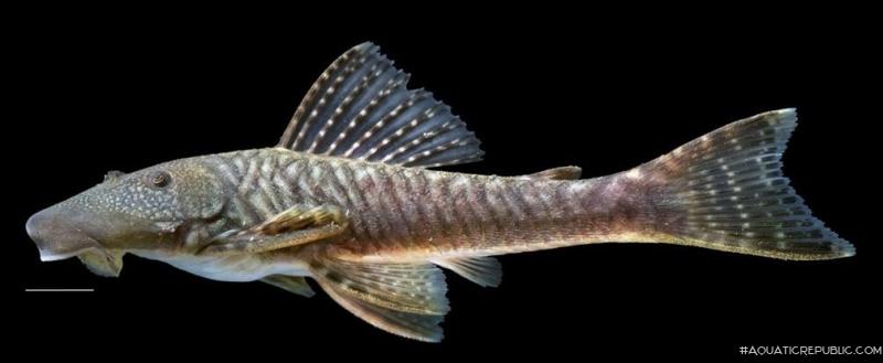 Chaetostoma cf. palmeri