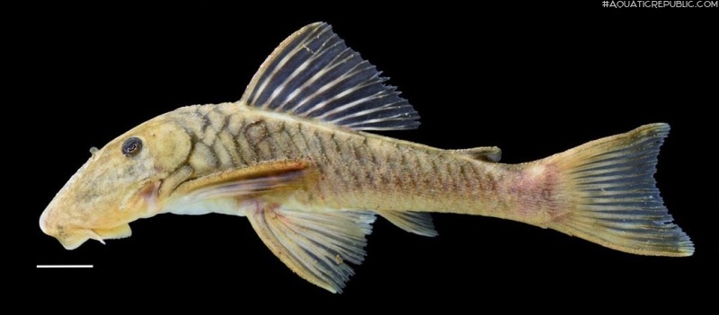 Chaetostoma cf. patiae