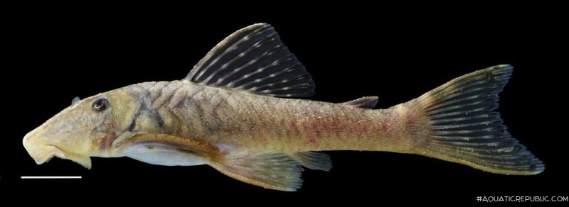 Chaetostoma cf. patiae