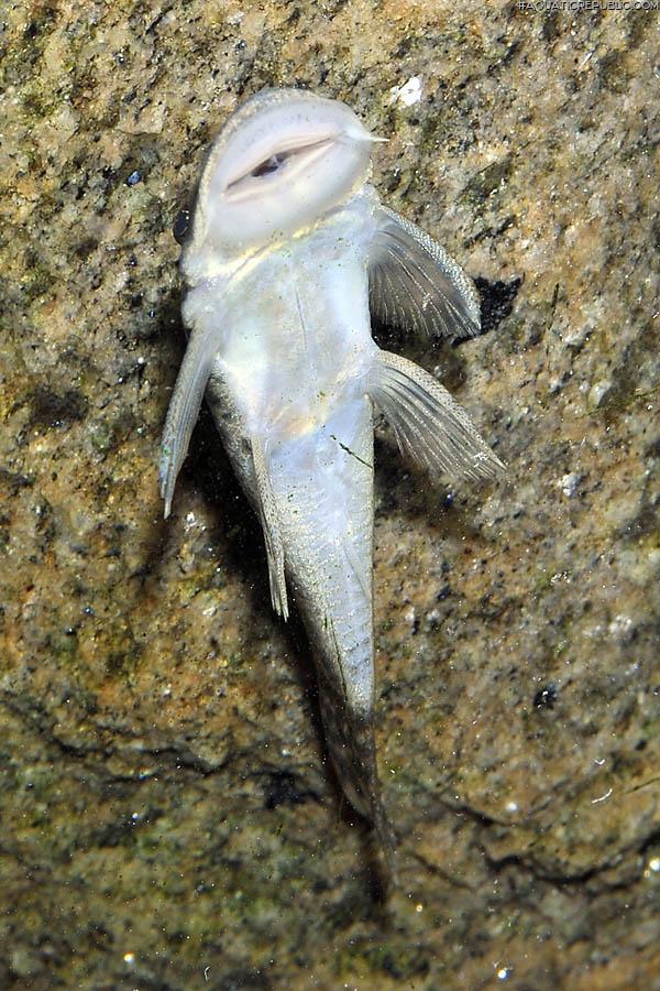 Chaetostoma chimu