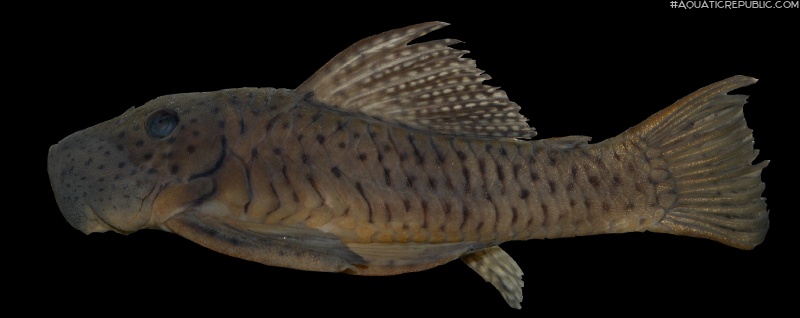 Chaetostoma chimu