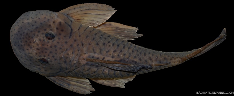 Chaetostoma chimu