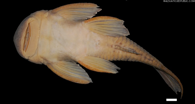 Chaetostoma chimu