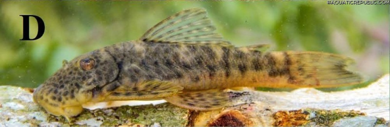 Chaetostoma chimu