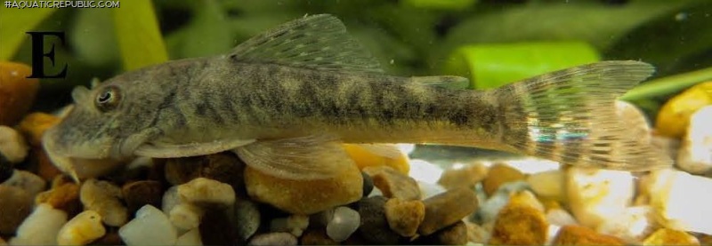 Chaetostoma chimu