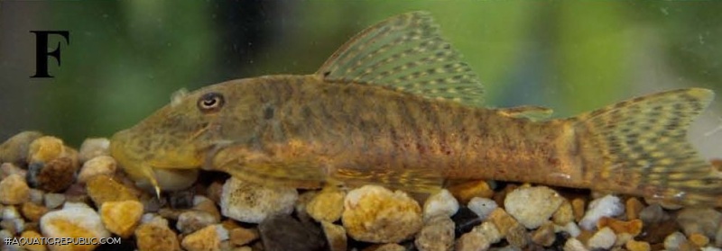 Chaetostoma chimu