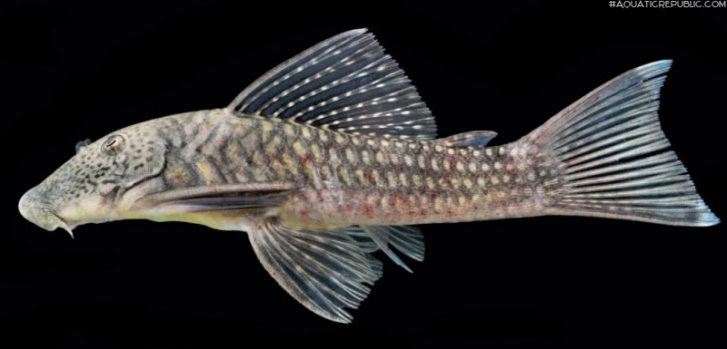 Chaetostoma dermorhynchus