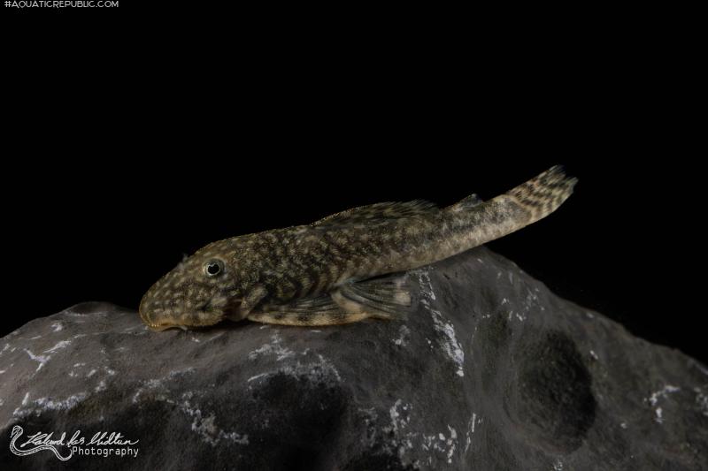 Chaetostoma dorsale