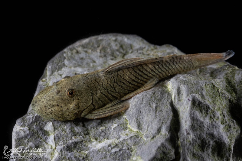 Chaetostoma formosae