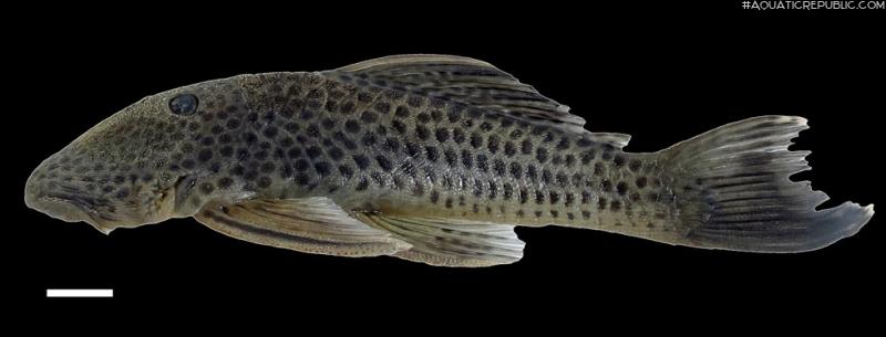 Chaetostoma joropo