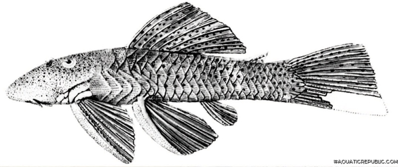 Chaetostoma lineopunctatum