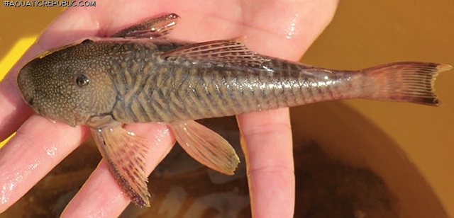 Chaetostoma marginatum