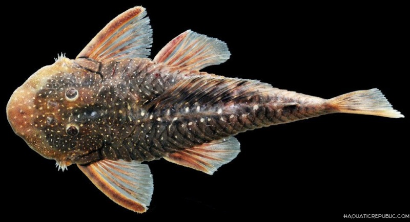 Chaetostoma microps