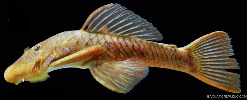 Chaetostoma microps