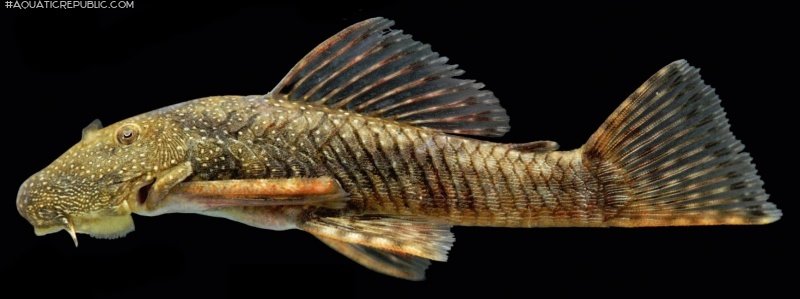 Chaetostoma microps