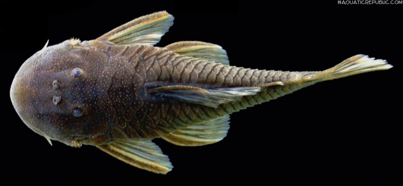 Chaetostoma microps