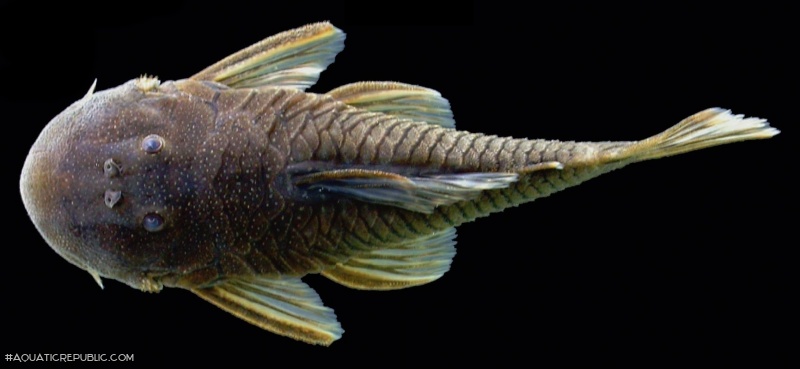 Chaetostoma microps