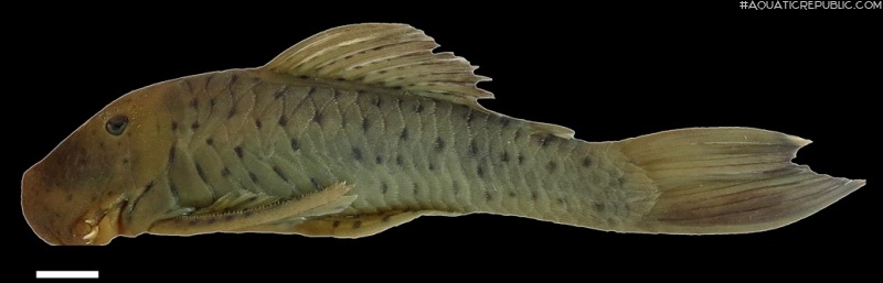 Chaetostoma milesi