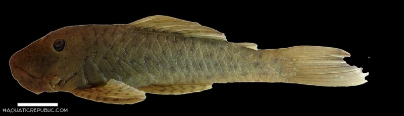 Chaetostoma milesi