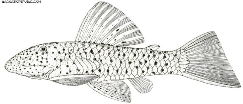 Chaetostoma milesi