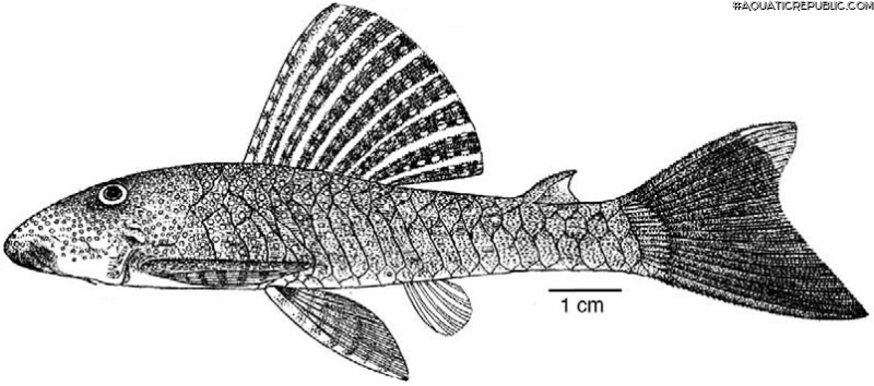 Chaetostoma niveum