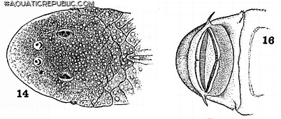 Chaetostoma niveum