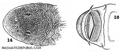 Chaetostoma niveum