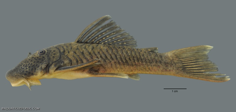 Chaetostoma orientale