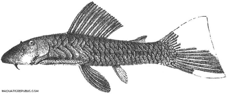 Chaetostoma palmeri