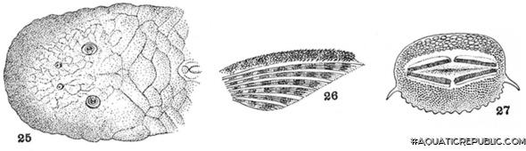 Chaetostoma patiae