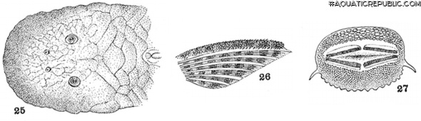 Chaetostoma patiae