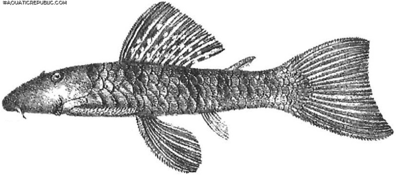 Chaetostoma paucispinis