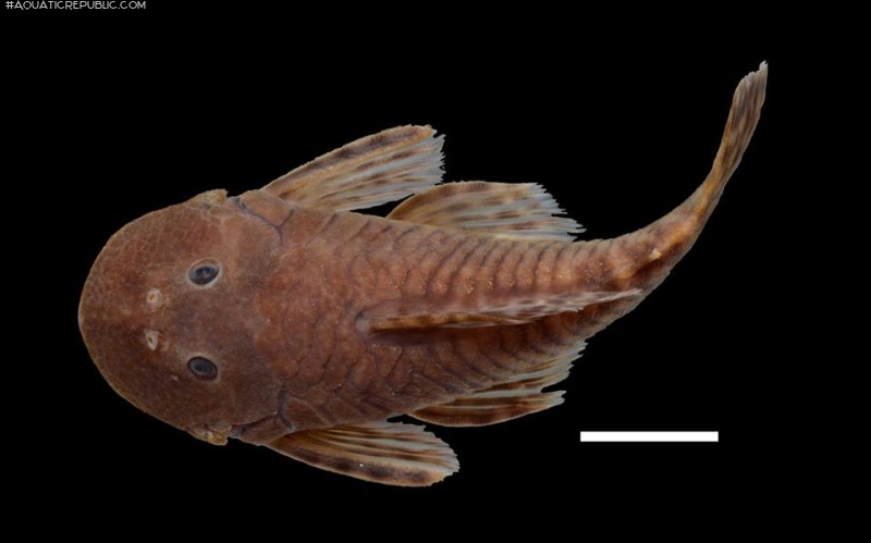 Chaetostoma platyrhynchus