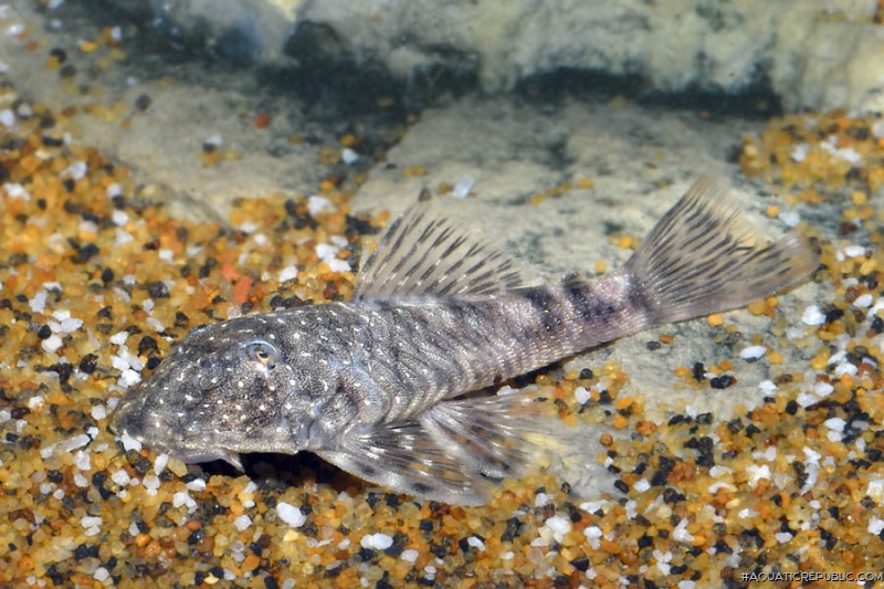 Chaetostoma platyrhynchus