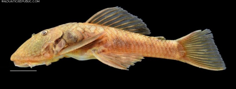 Chaetostoma platyrhynchus