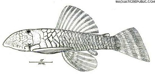 Chaetostoma platyrhynchus