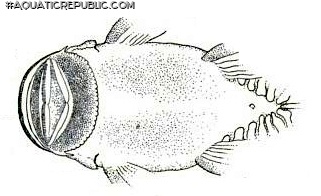 Chaetostoma platyrhynchus