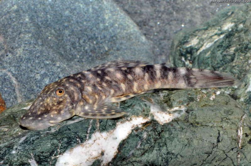 Chaetostoma sacramento
