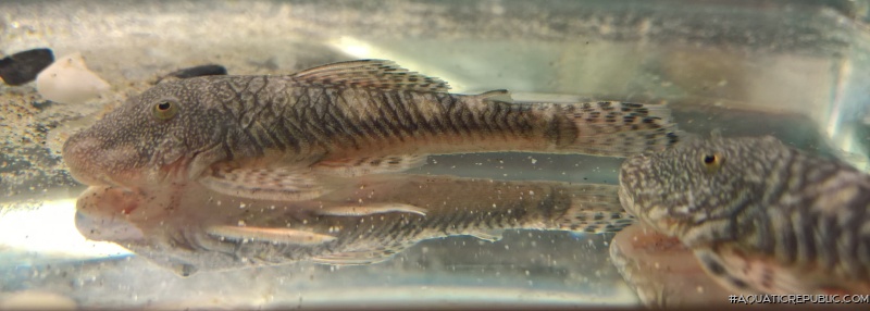 Chaetostoma sp. (6)