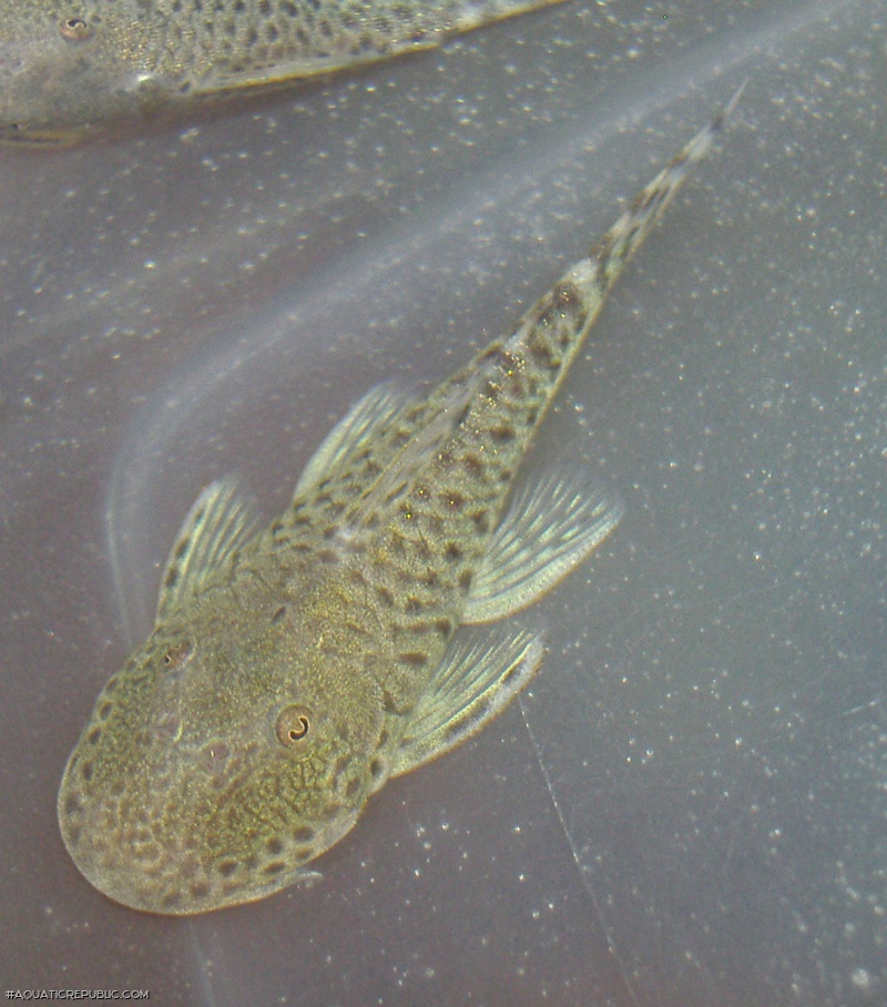 Chaetostoma sp. (L445)