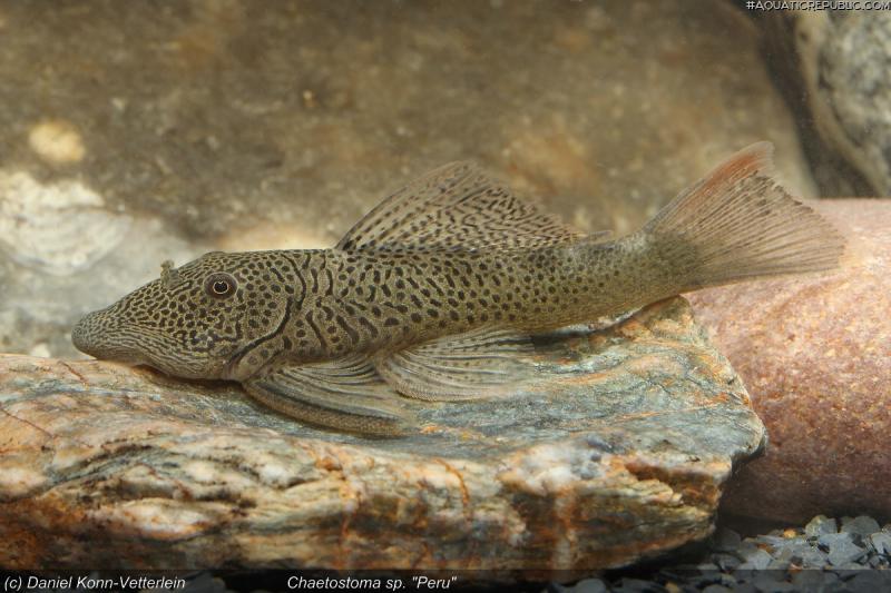 Chaetostoma sp. `PERU`