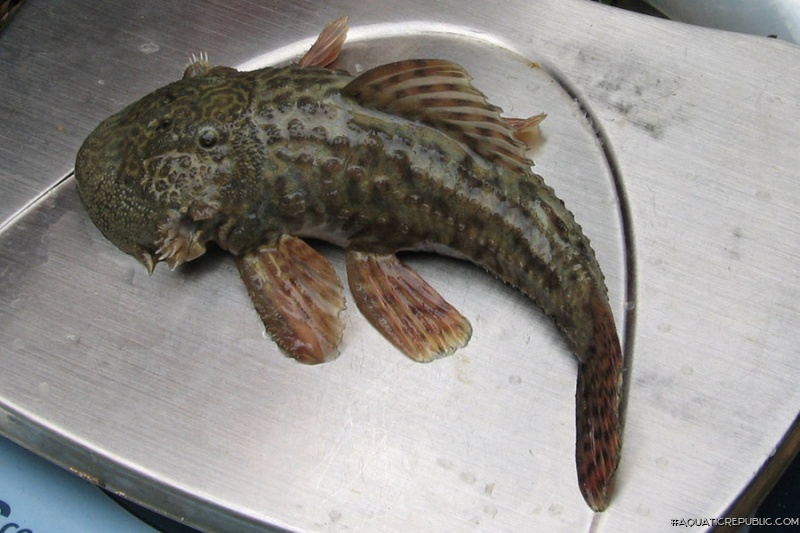 Chaetostoma spondylus