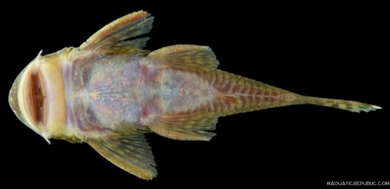 Chaetostoma thomsoni