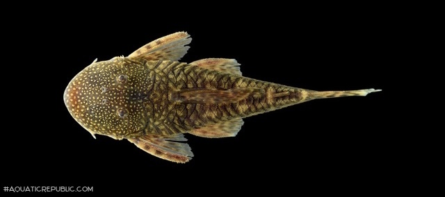 Chaetostoma thomsoni